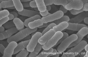 森永乳業、70℃以上の調乳でもビフィズス菌M-63が生きて腸に到達と確認