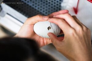 アドベンチャーワールド キタイワトビペンギンが嘴打ち 人工授精成功なら世界初へ