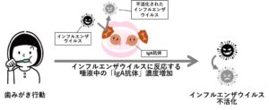 ライオン、歯みがきで唾液中のインフルエンザに反応するIgA抗体が増加と発表