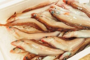 道の駅うみてらす名立で幻魚フェア開催へ 新メニュー謙信勝負飯やラーメンも登場