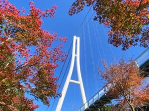 三島スカイウォークで11月中旬に紅葉が見頃へ 新施設からの眺望も