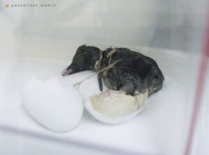 アドベンチャーワールドでキタイワトビペンギン誕生 人工授精成功なら世界初か