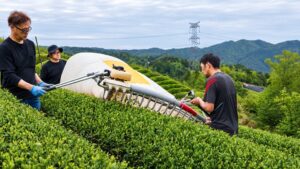 東京国立博物館の九条館で朝宮茶の体験イベントを2026年12月に開催へ