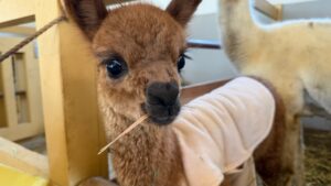 ひるがの高原 牧歌の里で初のアルパカ誕生 1か月で2頭相次ぐ