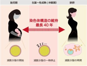 千葉大など、卵子の染色体結合を維持する新規タンパク質OMC1を発見